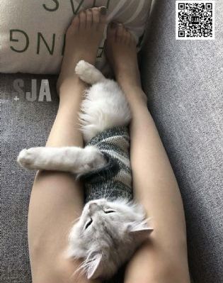 四虎影院免费在线